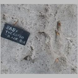 33-Baby track still from MOV 734.jpg